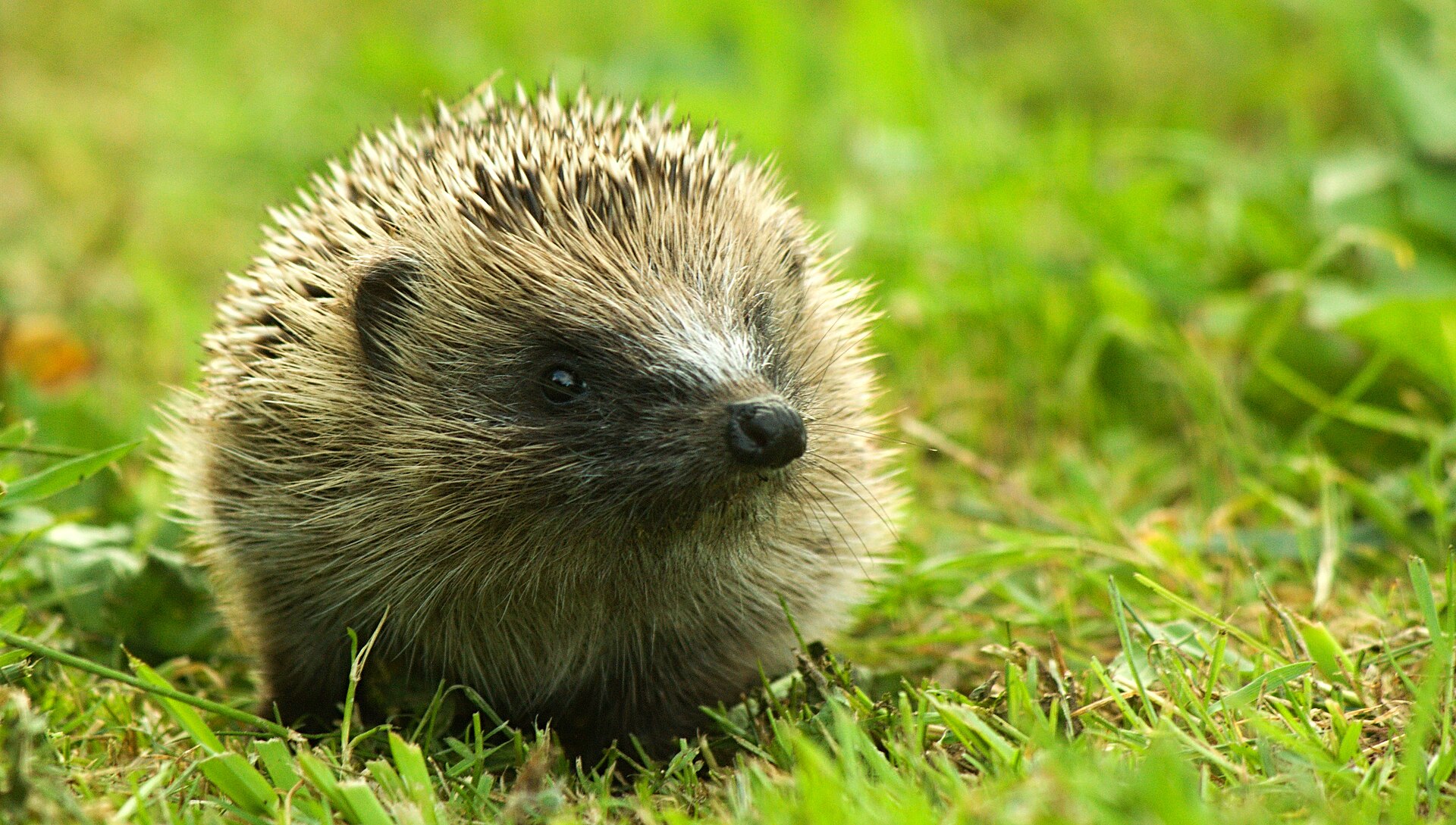 Ein junger Igel wird in der Station aufgepäppelt