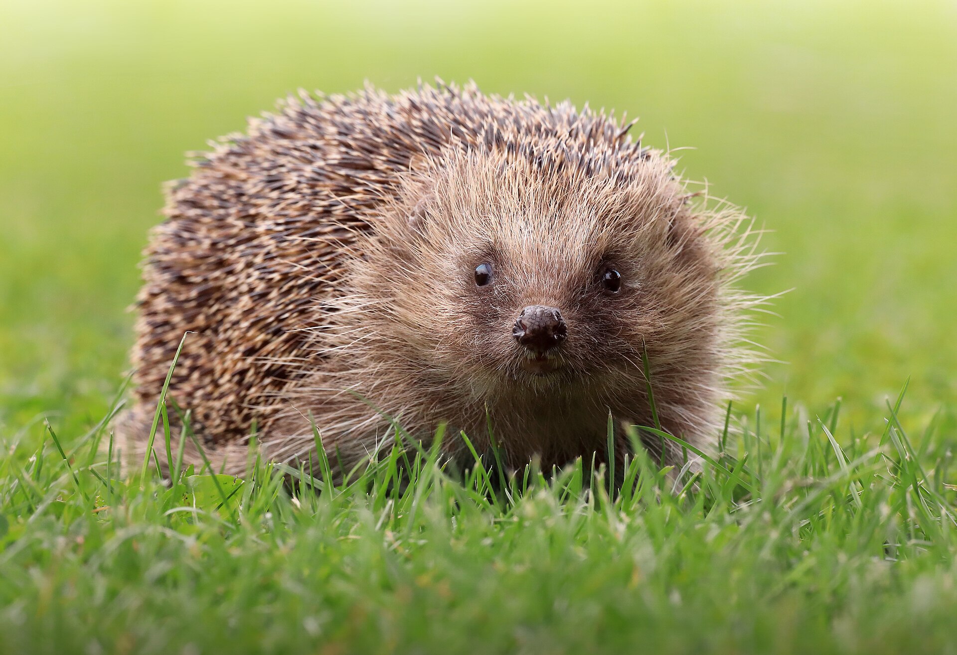 Ein Igel nähert sich neugierig über eine Wiese