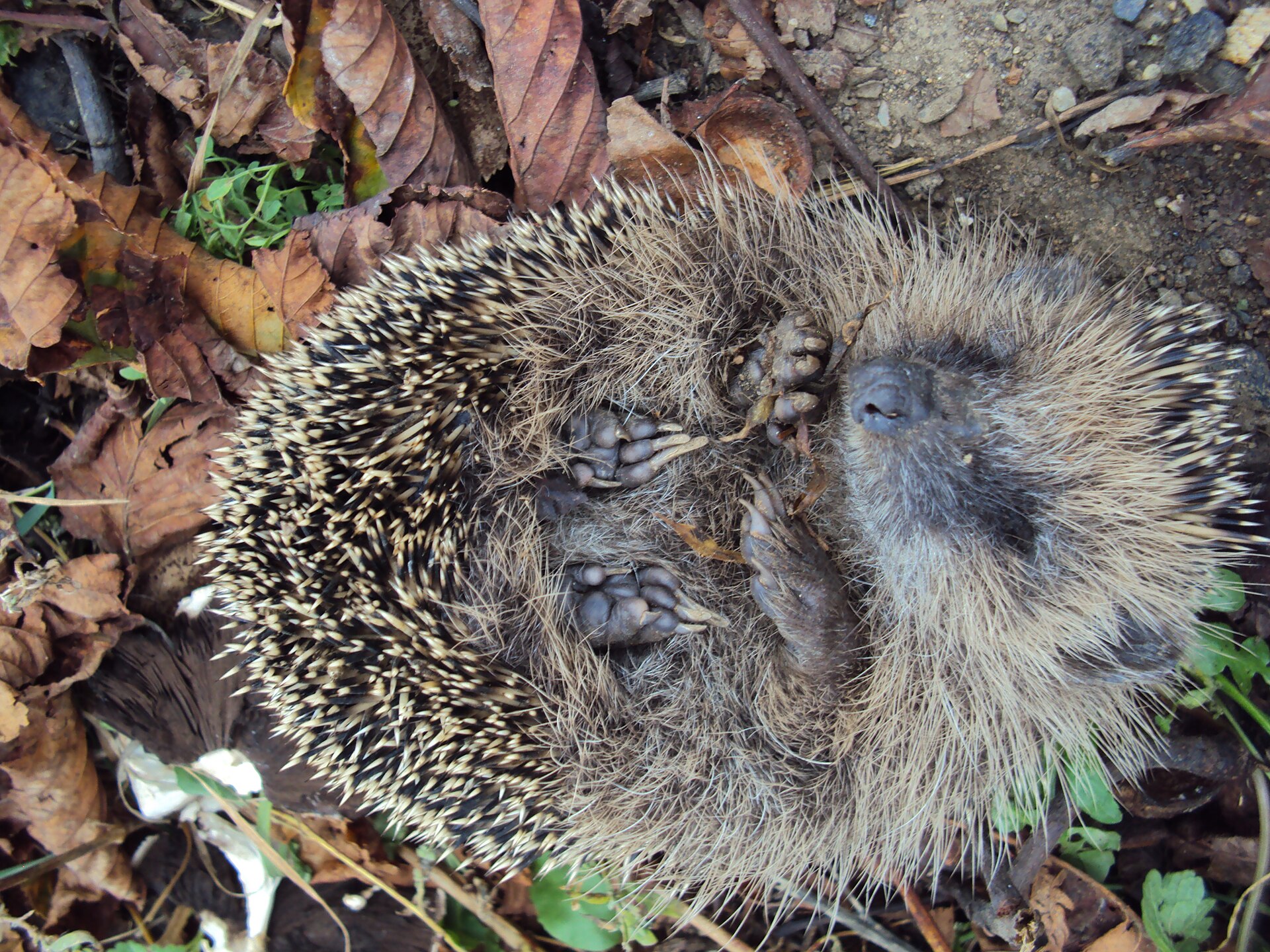 Ein Igel bei Nacht