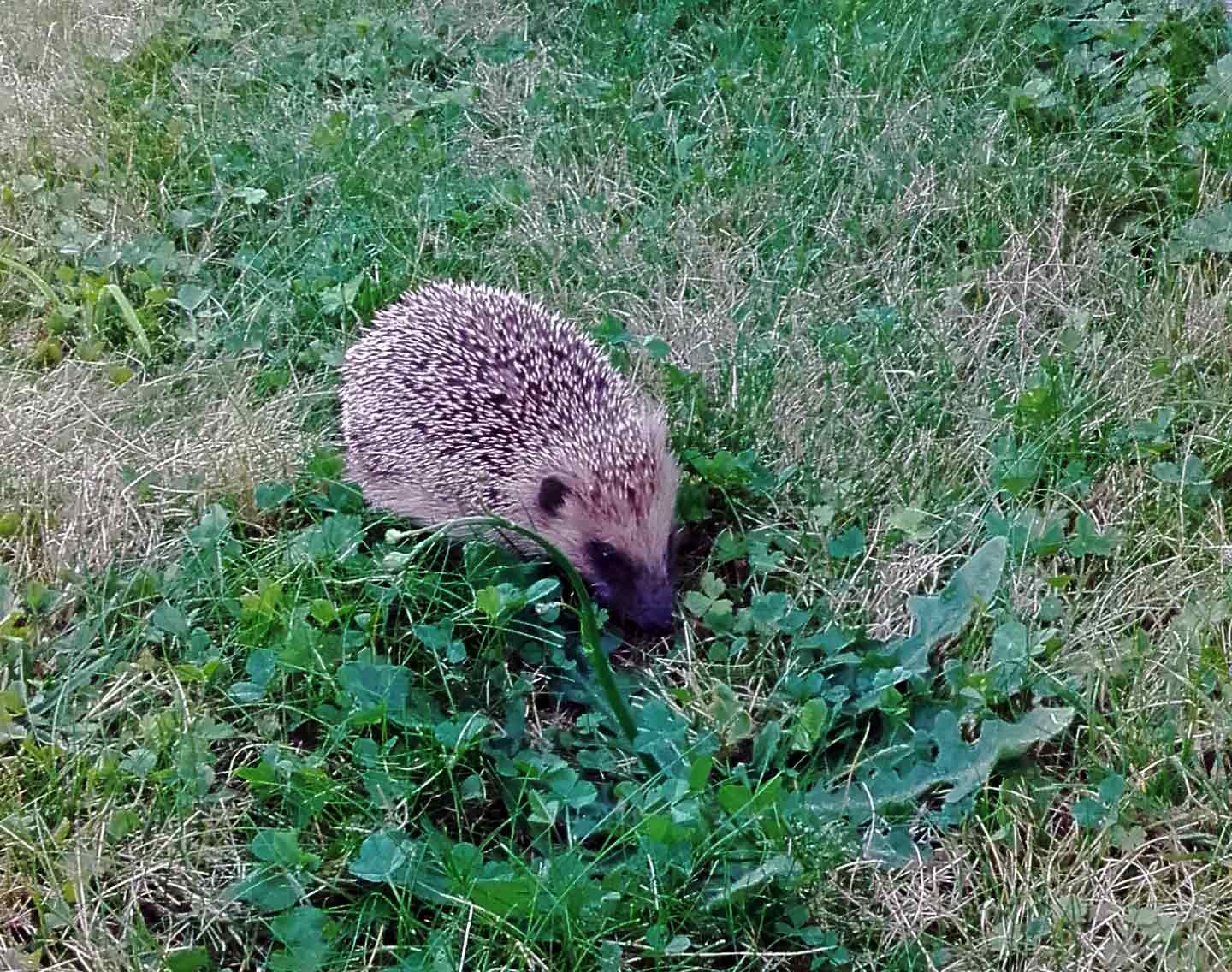 Nahaufnahme eines Igels mit aufmerksamem Blick